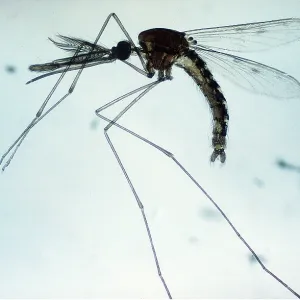 MALARIA MOSQUITO - MALE