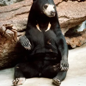 MALAYAN SUN BEAR - sitting down