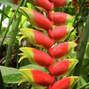 Malaysia - Heliconia Rostrata flower
