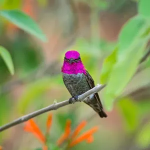 Male Anna's Hummingbird (Calypte anna) Male Anna's Hummingbird (Calypte anna)