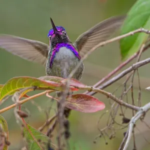 Male Costa's Hummingbird (Calypte costae) with Male Costa's Hummingbird (Calypte costae) with
