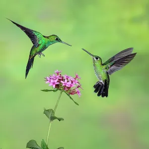 Male and female Green-crowned brilliant Heliodoxa jacul Male and female Green-crowned brilliant Heliodoxa jacul