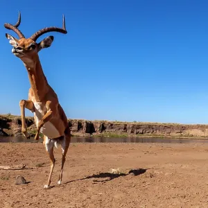 Male Impala preparing for a jump in Masai Mara Male Impala preparing for a jump in Masai Mara