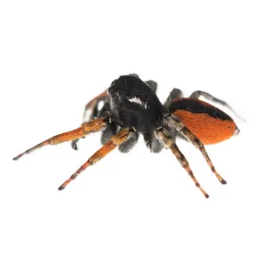 Male of jumping spider (Philaeus chrysops) on a white background, Piedmont, Italy Male of jumping spider (Philaeus chrysops) on a white background, Piedmont, Italy