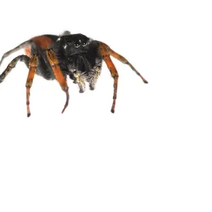 Male of jumping spider (Philaeus chrysops) on a white background, Piedmont, Italy Male of jumping spider (Philaeus chrysops) on a white background, Piedmont, Italy