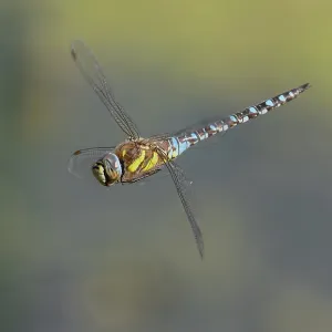 Male Migrant Hawker, Aeshna mixta, in flight, ho Male Migrant Hawker, Aeshna mixta, in flight, ho