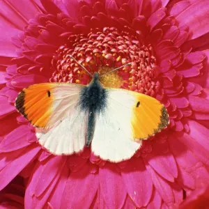 Male Orange Tip Butterlfy - on pink gerbera flower