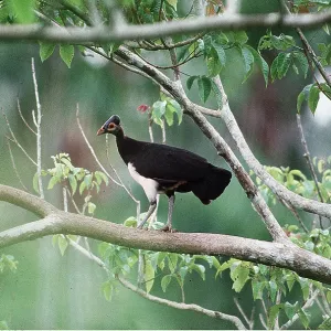 MALEO - standing on branch MALEO - standing on branch