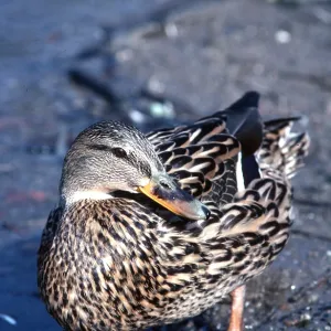 MALLARD DUCK - female MALLARD DUCK - female