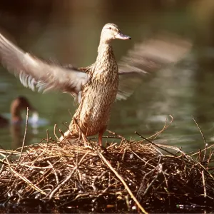 MALLARD DUCK - female, flapping wings on nest MALLARD DUCK - female, flapping wings on nest