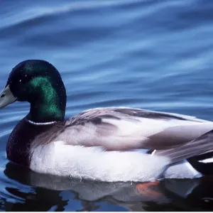 MALLARD DUCK - male MALLARD DUCK - male
