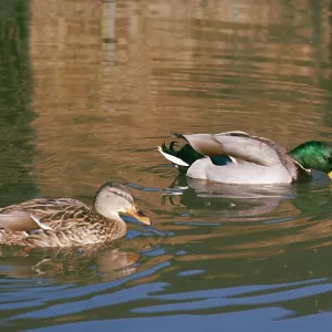 Mallard DUCKS - male and female dabbling Mallard DUCKS - male and female dabbling