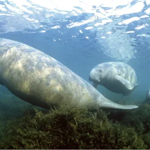 MANATEE / Sea Cow - group swimming MANATEE / Sea Cow - group swimming