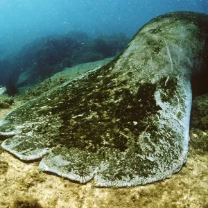 MANATEE / Sea Cow - injured by boat propeller MANATEE / Sea Cow - injured by boat propeller