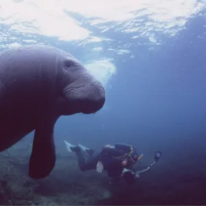 MANATEE / Sea Cow - with scuba diver MANATEE / Sea Cow - with scuba diver