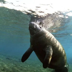 MANATEE / Sea Cow - at surface of water MANATEE / Sea Cow - at surface of water