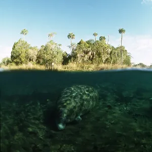 MANATEE / Sea Cow - above and below water MANATEE / Sea Cow - above and below water