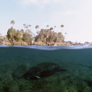 MANATEE / Sea Cow - above and below water MANATEE / Sea Cow - above and below water
