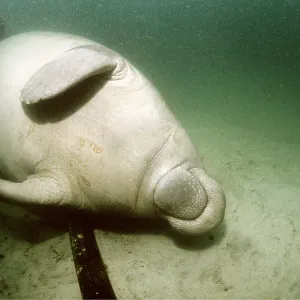 MANATEE / Sea Cow / West Indian Manatee - on its back MANATEE / Sea Cow / West Indian Manatee - on its back