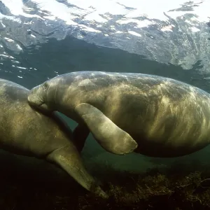 MANATEE / Sea Cow - x two, swimming together MANATEE / Sea Cow - x two, swimming together