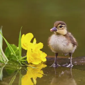 Mandarin - duckling in pond with reflection Mandarin - duckling in pond with reflection