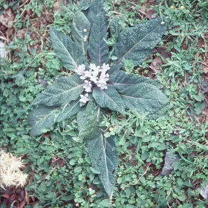 MANDRAKE MANDRAKE