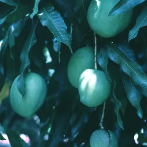 MANGO TREE - close up of fruit MANGO TREE - close up of fruit
