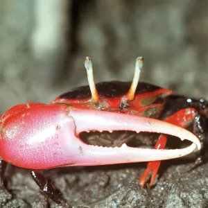 MANGROVE FIDDLER CRAB MANGROVE FIDDLER CRAB