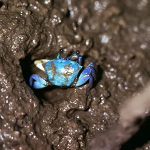 MANGROVE FIDDLER CRABS MANGROVE FIDDLER CRABS