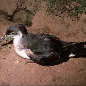 MANX SHEARWATER - on ground