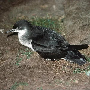 MANX SHEARWATER - Sitting on ground