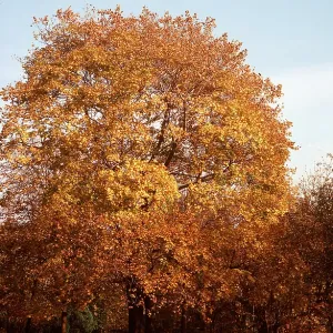 MAPLE TREE - Autumn colour MAPLE TREE - Autumn colour