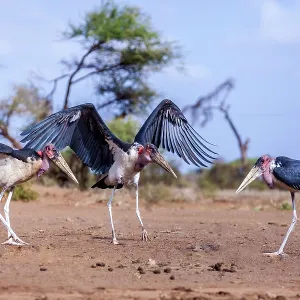 Marabou storks in Amboseli National Park, Kenya Marabou storks in Amboseli National Park, Kenya