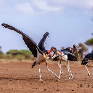 Marabou storks in Amboseli National Park, Kenya Marabou storks in Amboseli National Park, Kenya