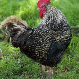 Maran Cockerel - turning head Maran Cockerel - turning head