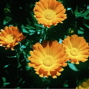MARIGOLD MARIGOLD