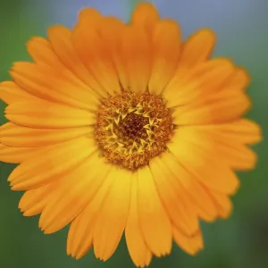 Marigold, Calendula officinalis, Close up of orange Marigold, Calendula officinalis, Close up of orange