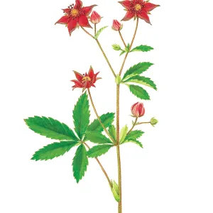 Marsh cinquefoil Marsh cinquefoil