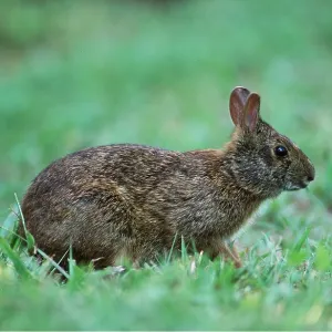 MARSH RABBIT MARSH RABBIT