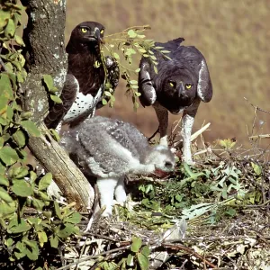 MARTIAL EAGLE MARTIAL EAGLE