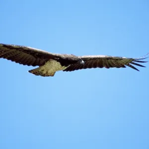 Martial Eagle - in flight Martial Eagle - in flight