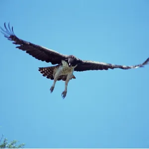 MARTIAL EAGLE - in flight MARTIAL EAGLE - in flight