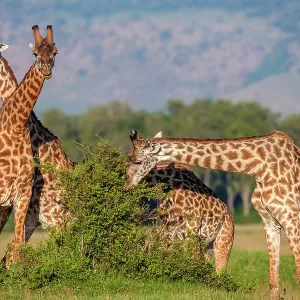 Masai Giraffes browsing in Masai Mara Savannah Masai Giraffes browsing in Masai Mara Savannah