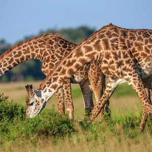 Masai Giraffes browsing in Masai Mara Savannah Masai Giraffes browsing in Masai Mara Savannah