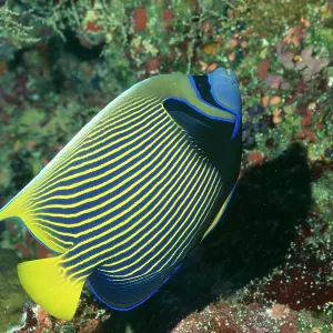 Masked / Emperor Angelfish Masked / Emperor Angelfish
