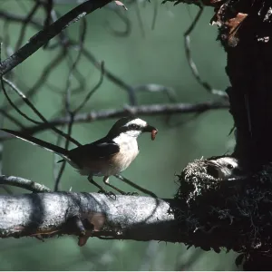 MASKED SHRIKE - approaching chick in nest with grub in beak MASKED SHRIKE - approaching chick in nest with grub in beak