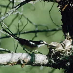Masked Shrike - male and female Masked Shrike - male and female