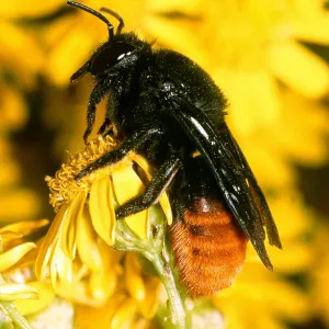 MASON BEE - ON YELLOW FLOWER MASON BEE - ON YELLOW FLOWER