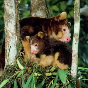 Matschie's Tree Kangaroo - adult & young