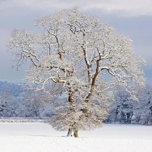 Mature Oak Tree - covered in winter snow